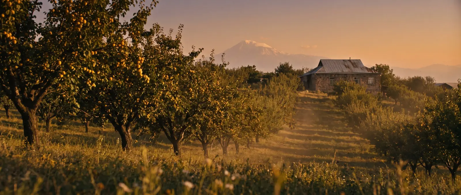 An Armenian village apricot orchard at golden hour, rows of fruit trees, a stone house in the distance and Mount Ararat faint on the horizon